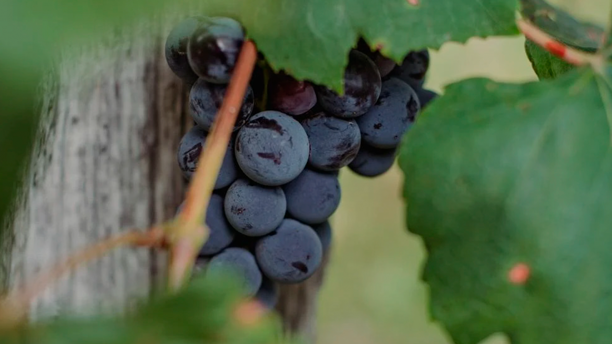 Diseño gráfico para un festival del Empordà